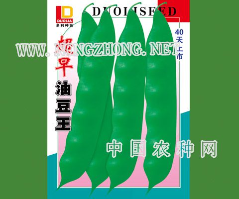 超早油豆王